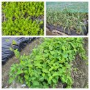 해원농장 이미지