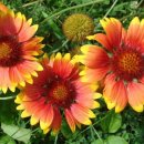 아리스타타 이미지