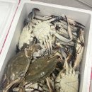 촌놈수산 | [내돈내산] 영광 법성포 꽃게, 영광촌놈네 수산에서 주문해본 솔직 리뷰