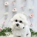 퍼피글랫 이미지