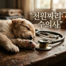 신성동물병원 | 천원짜리 수의사 동물농장 화제 이유와 분당 병원 감동 실화 정보