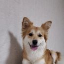 댕댕 쉼터 이미지