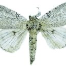 붉은수염 이미지