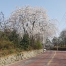 신양 벚꽃길 이미지