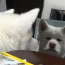 거울보는 강아지 이미지