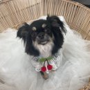 베리펫살롱 이미지