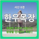 농협 한우개량사업소 가축병원 | [서산 8경] 한우목장(광활한 초지와 시원스러운 풍광을 선사)