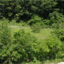 무릉도원면-1 이미지