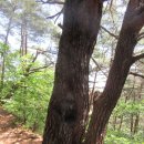 울진-금강소나무 숲길 1구간 (두천1릴~소광2리) 이미지