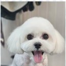 까미애견샵 이미지