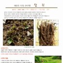 우리약초 이미지