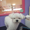 땡큐멍냥 이미지