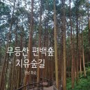 명품소나무길 | 전남 화순 무등산편백숲 치유숲길 - 대한민국 100대 명품숲