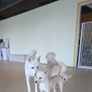 큰댕댕 개치원 이미지