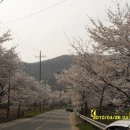 북면 벚꽃길 티스토리