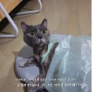 법무법인지혜로