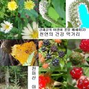 야생화 꽃말 에세이(3) - 천연의 건강 먹거리(여름-가을 야생화) 출간 공지 이미지