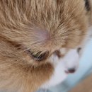 원주24시스카이동물메디컬센터 이미지