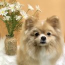 로제펫샵 이미지