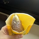 거리농장 | 강릉 월화거리 카페 추천 꼬숩한 맛이 일품인 옥수수라떼 옥시기농장