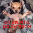 김민아컨설팅 | 나는 개다