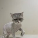 고양이무마취미용 고무미 이미지