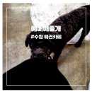 이뻐해줄개