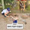 (주)조이앤드 | [호주 멜버른] 마루동물원 코알라 캥거루 후기 + 꿀팁 티켓 가격