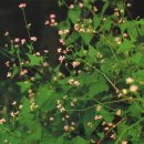 꽃며느리 이미지