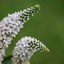 개두방정 이미지