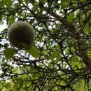 성천농장 이미지