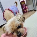 주디