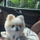 B4 | 경기 가평 캠핑장 선택적고립 B4 나무데크 사이트 후기 강아지와 프라이빗 캠핑 즐기기 🐶