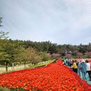 태안 세계 튤립축제 이미지