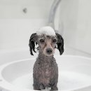 스위프트살롱 이미지