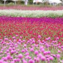 양주천일홍축제 양주나리공원 풍경 양주 가볼만한곳 이미지