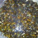 시골다슬기 이미지