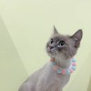 미야옹실 이미지