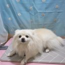 아보네 멍빌리지 | 아보네멍빌리지 12월엔 크리스마스 포토존♡스파이벤트