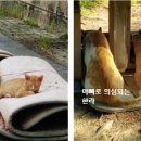 시루꽃이야기