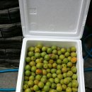 성실농원 이미지