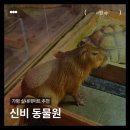 유동물원 | 비 오는 날 가기 좋은 가평 데이트 코스 이색 실내 동물원 가평신비동물원 솔직 후기