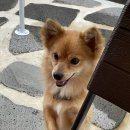 백야펜션 이미지