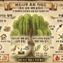 버드나무 처음 접하는 분들을 위한 초보 가이드 (특징·섭취·재배 총정리) 이미지