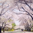 봄·여름·가을 코스 | 계절별 대구 여행 코스 정리 (봄, 여름, 가을, 겨울)