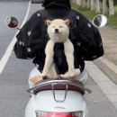 강아지봄 이미지
