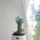 진식디자인 이미지