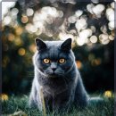 강남동물의료센터 이미지