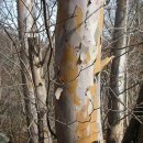 간을 되살리는 노각나무 이미지