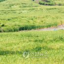 보리밭사이길로 이미지